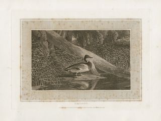 1807 Original William Daniell Aquatint Bird Mallard
