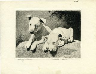Original Morgan Dennis Bull Terrier Puppies Dog Etching