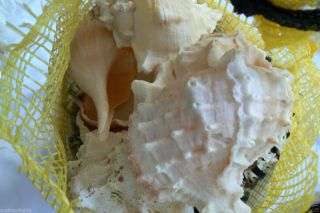 Deep Sea Shells 5 lbs Ocean Run Assorted Gardening Crafts Fountains