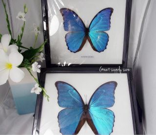 Morpho Didius Taxidermy Mounted in Frame Blue Color Insects Butterfly