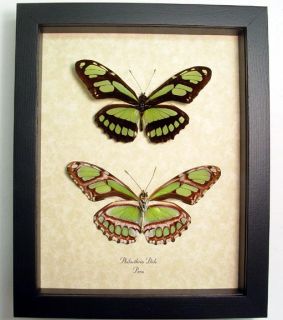 Bright Green Glider Pair Real Framed Butterflies 483P