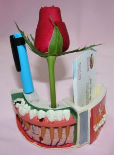 New denture model card holder and three holes for pens or flowers