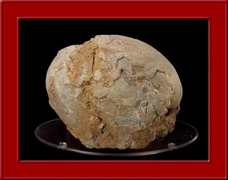  Prehistoric Nice Museum Quality Hadrosaur Dinosaur Egg Fossil Q