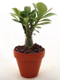 Desert Rose Plant   Natural Bonsai   Adenium obesum   3 Pot