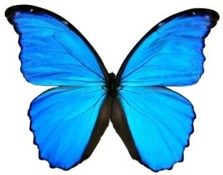 10 Morpho didius unmounted butterflies A1, wholesale artwork