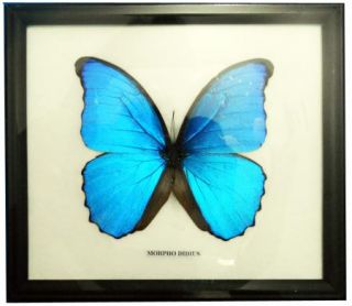 FRAMED REAL BEAUTIFUL MORPHO DIDIUS BUTTERFLY DISPLAY INSECT
