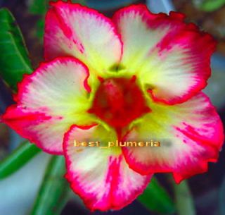 Adenium Obesum Desert Rose Love Valentine 50 Seeds