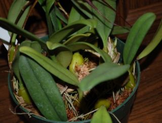 Orchids Bulb Doris Dukes FLOWERING 4 SPIKES BIG PLANT LAST