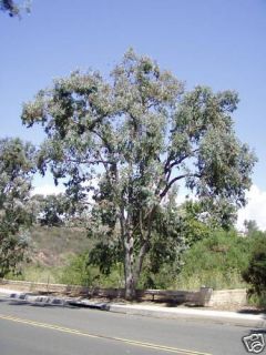 Eucalyptus Polyanthemos Silver Dollar Tree 25 Seeds
