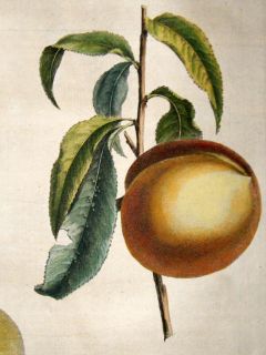 Duhamel du Monceau 1768 Hand Col Fruit Print. Royalle Peach 24