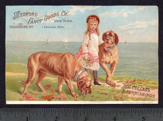1800s Old Bullmastiff Dog Collars New York Adv Card