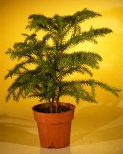 pre bonsai norfolk island pine araucaria heterophila