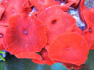 HUGE CHERRY RED Mushroom Zoanthid Aquarium Reef Live Coral Saltwater