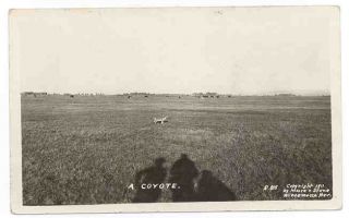 Nevada A Coyote 1911 Moore Stone Real Photo Postcard