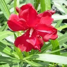 Oleander Crimson Red Drought Tolerant Plant