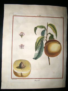 Duhamel du Monceau 1768 Hand Col Fruit Print. Royalle Peach 24