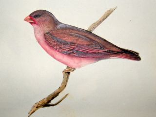 Gould Birds of Europe C1835 Folio Hand Col Bird Print Vinous Grossbeak