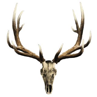Mossy Oak Elk Skull Rack Decal Large Part 13021 L E