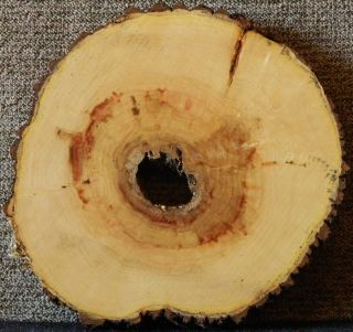 Box Elder Large Tree Round 1 15 16x19 Diameter End Table Top Log Slice