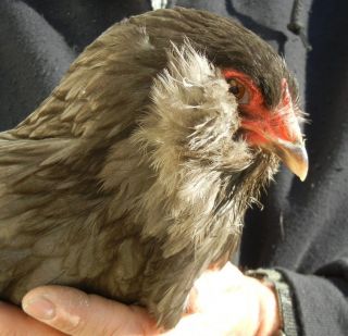 10 Ameraucana Chicken Eggs for Hatching Easter Eggers