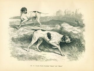 ANTIQUE Dog Print 1878 English Pointer Dogs named DRAKE and BELLE