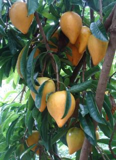 Canistel RARE Fruit Tree Saludo Yellow Sapote Pouteria Campechiana