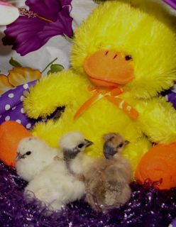 Assorted Showgirl Silkie Hatching Eggs