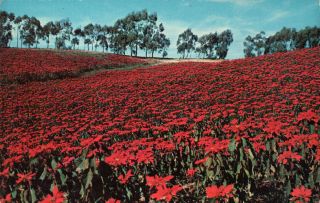 Paul Ecke Poinsettias in Encinitas CA California Vintage Postcard