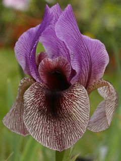 Exotic Iris Dardanus Bulb RARE Perennial Free Shipping