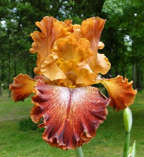 Tall Bearded Holiday Spirit Iris Coppery Glow 09 Perennial Rhizome