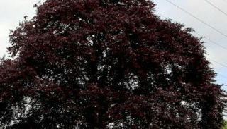 Purple Copper European beech tree large beautiful shade tree and nuts