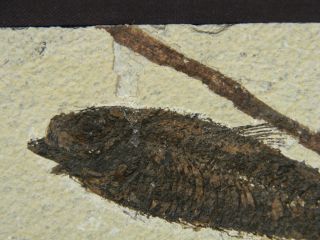 Knightia Fish Fossil with a LIMB in 50 Million Year Old Matrix