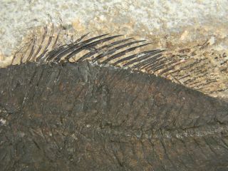 Nice Priscacara Serrata Fossil Fish from Wyoming 50 Million Years Old