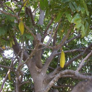 Live Wombai Tree Seedling Queensland Black Bean Tree Castanospermum