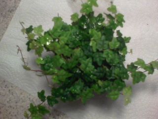 Miniature Terrarium Plant Ficus Quercifolia