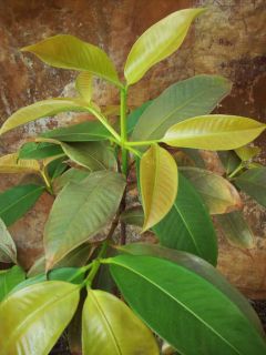  Fruits~ PURPLE MANGOSTEEN Garcinia mangostana RARE Fruit Tree SEEDLING