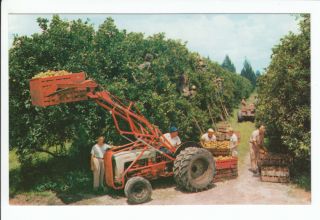  Harvest Orange Postcard Farm Equipment Farming Tractor Lemon