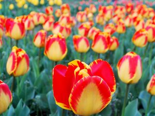  Flower Bulbs Crazy Red Yellow Bicolor Perennial Spring BLMS