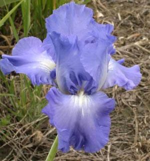  Victoria Falls Light Blue Tall Bearded Iris