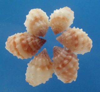 Sailors Valentine Craft Shells Nassarius Quadrasi 1 oz 020205