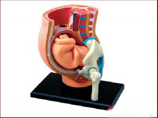 4D Puzzle Human Anatomy 3D Model Pregnancy Pelvis Female Woman Baby