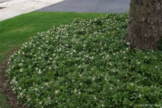 Pachysandra   JAPANESE SPURGE Cold Hardy Evergreen Ground Cover