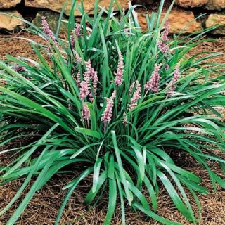   GROUND COVER MONKEY GRASS 12 ROOTED PLANTS EVERGREEN SHADE OR SUN