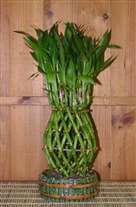 Lucky Bamboo Plant Large Woven Pineapple Feng Shui
