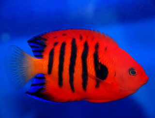 Flame Angelfish Centropyge Loriculus 2 3 Reef Safe Live Saltwater