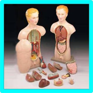 18 Human Male Torso Anatomical Anatomy Medical Model