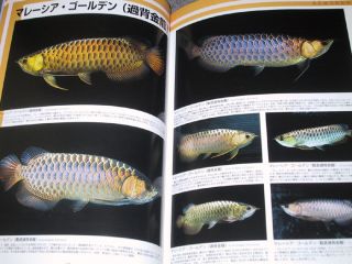 Fish Book P Asian Arowana Red Blue Gold Tropical Dragon
