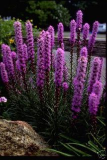 Blazing Star Liatris Hardy Lavender Perennial Live Plant
