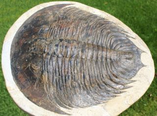 Massive Museum Grade Dikelocephalina Trilobite Fossil