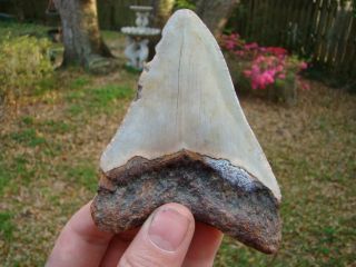 4A Commercial Megalodon Fossil Sharks Tooth Teeth Fossilized Whale